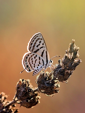 פרפר של בוקר