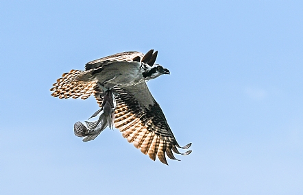 צילום: עמיחי דקל