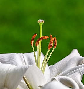 מוקף מכל עבריו