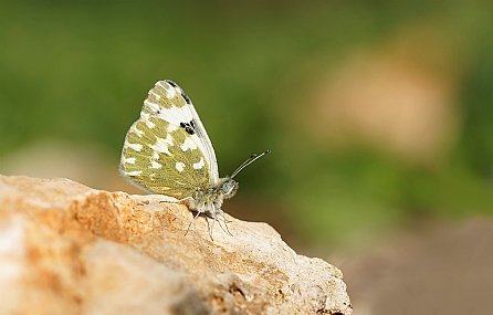 לבנין הריכפה