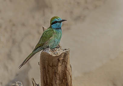 צילום: אריה טננבאום
