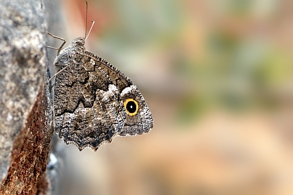 צילום: יואל ויסלוב