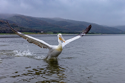 ההרים שברקע