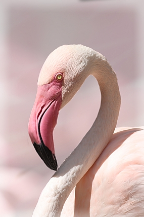 צילום: משה בר