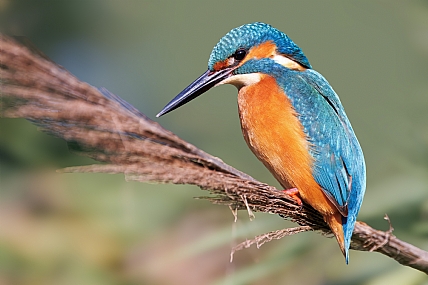 גמדי במלוא הדרו