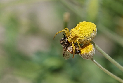 סרטביש הפרחים