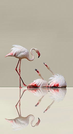 צמאות לאהבה