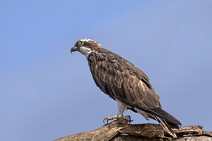 צילום: אריה טננבאום