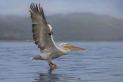 נוגע לא נוגע