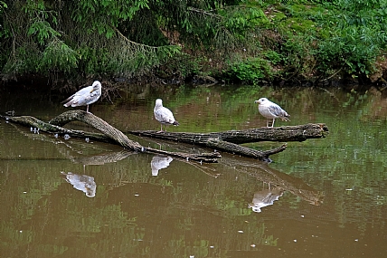 צילום: מנחם לזר