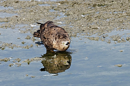 צילום: ישראל שדה