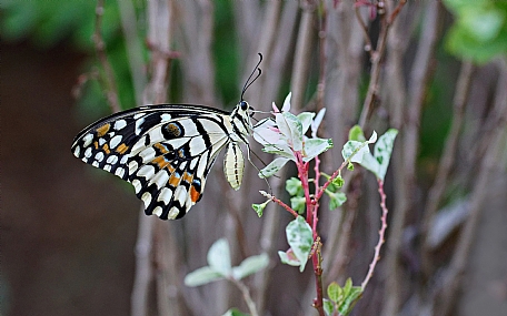זנב סנונית הלימון