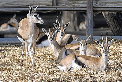 חבורה שכזאת