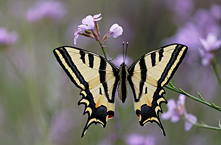 צילום: ישראל שדה