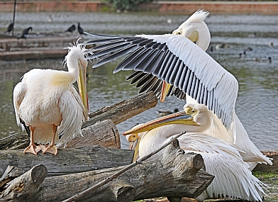 הכניסיני תחת כנפך
