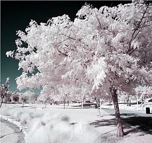 צילום: אריק כפיר