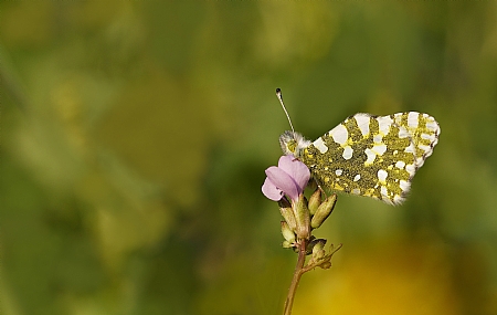 צילום: ישראל שדה