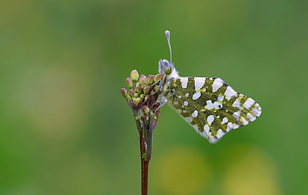 צילום: ישראל שדה