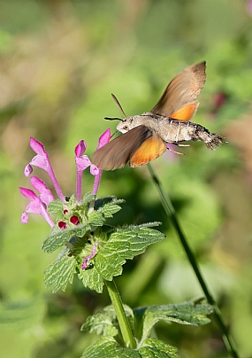 צילום: ישראל שדה