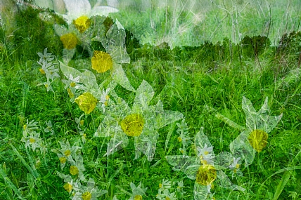 שדה הנרקיסים