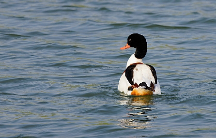 צילום: ישראל שדה