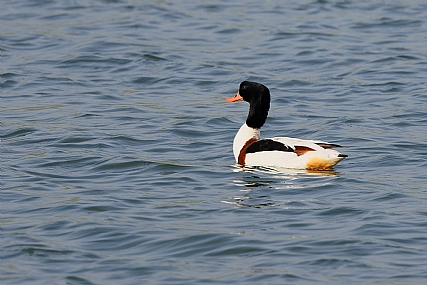 צילום: ישראל שדה
