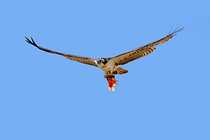 פנוי להבלה 1