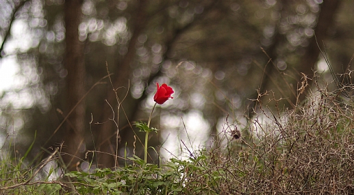 כשושנה בין החוחים