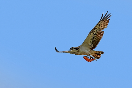 פנוי להבלה 2