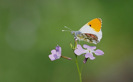 צילום: ישראל שדה
