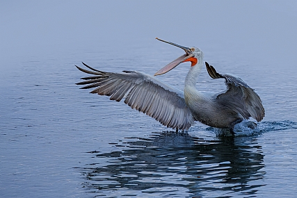 שקנאי מסולסל