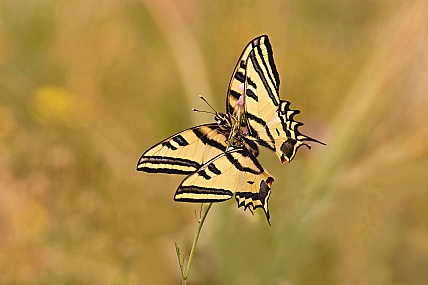 זנב סנונית המכבים