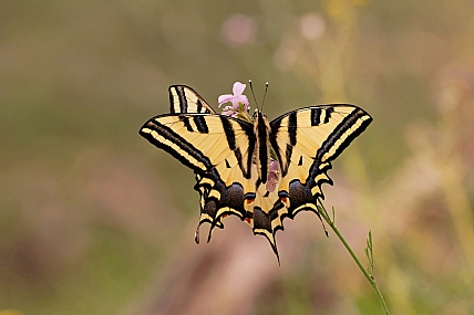 זנב סנונית המכבים