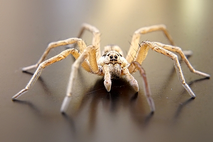 צילום: יואל ויסלוב