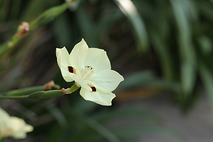 פעימה ירוקה
