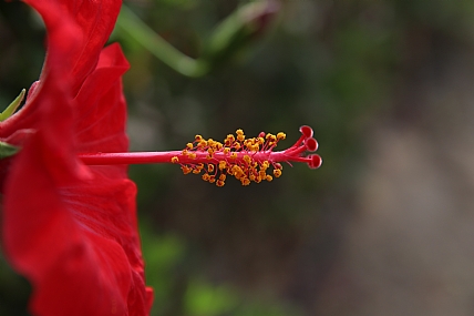 תשוקה אדומה