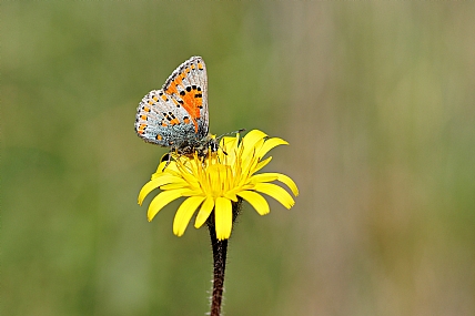 צמריר הקדד  Aberrant