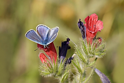 כחליל השברק