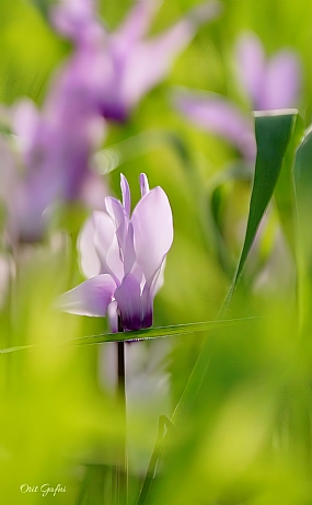 רקפת יפה וצנועה