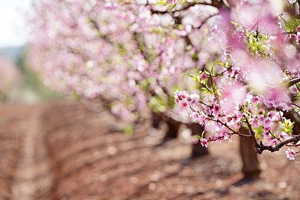 דרך האפרסקים