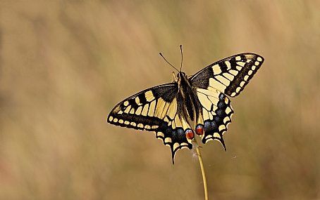 זנב סנונית נאה