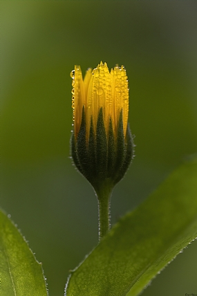 היופי שבפשטות
