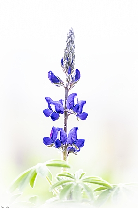 תורמוס ההרים 