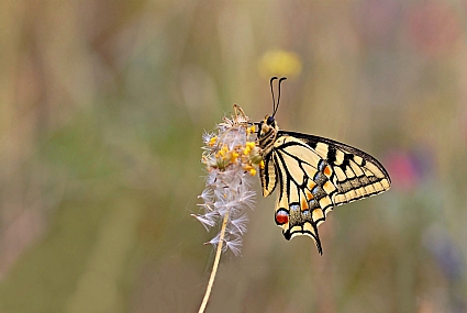 זנב סנונית נאה
