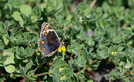 נימפית הלחך