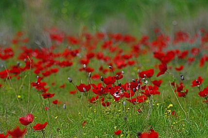 נדבקתי באדמת