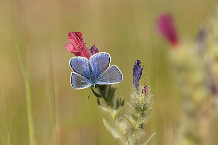 כחליל השברק