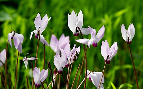 צילום: יורם סגול