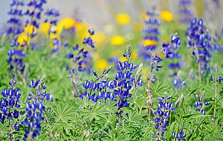 צילום: יורם סגול