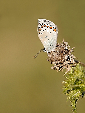 כחליל קליאופטרה 